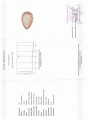 Cytryn kamień naturalny 85.99ct certyfikat