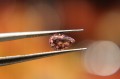 Naturalne kamienie turmaliny 2.65ct 3szt