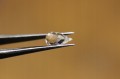 Topazy białe kamienie naturalne 7.0ct 6szt