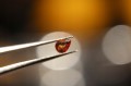 Szafiry kamienie naturalne 3.80ct 21szt